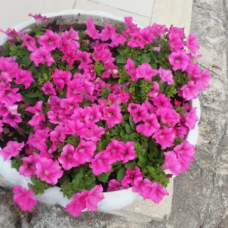 Cielo Di Stelle Отель типа 