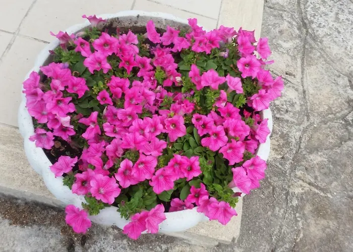 Cielo Di Stelle Bed & Breakfast *